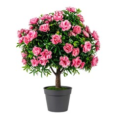 Obraz premium Pink flowering plant in a gray pot on a white background