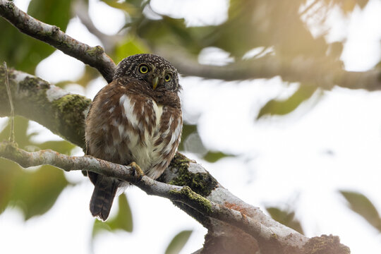 Sunda owlet (Taenioptynx sylvaticus) is a small owl from Borneo and Sumatra