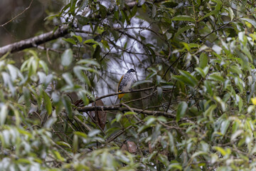 Beautiful Bulbul Bird,Scaly-breasted Bulbul (Pycnonotus squamatus) perching on the branch