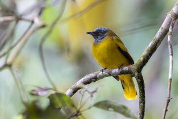 Obraz premium Black-headed Bulbul (Microtarsus melanocephalos) on branch in nature.