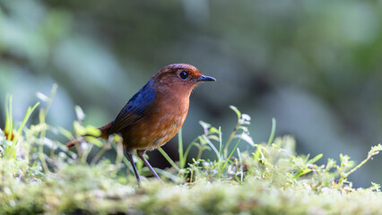 Nature wildlife Bornean Shortwing (Brachypteryx erythrogyna) bird taken at Sabah, Borneo