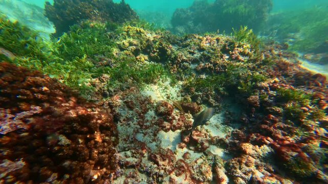 Black triggerfish swims close to the sandy seabed surrounded by red and green algaevcovered rocks and corals