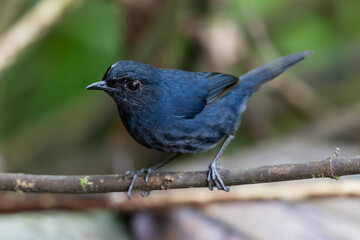 Nature wildlife Bornean Shortwing (Brachypteryx erythrogyna) bird taken at Sabah, Borneo