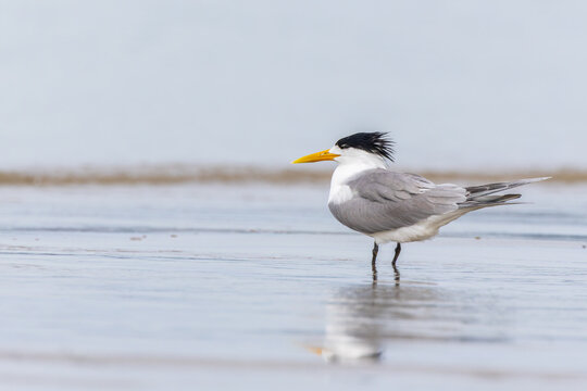 Seabirds Greater Crested Tern resting and foraging on a sandy, wet coastline