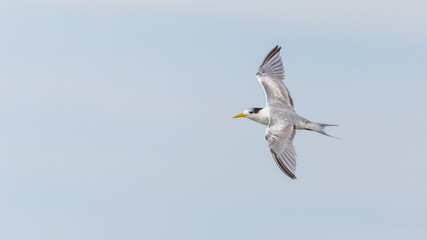 Obraz premium Seabirds Greater Crested Tern flying in the sky