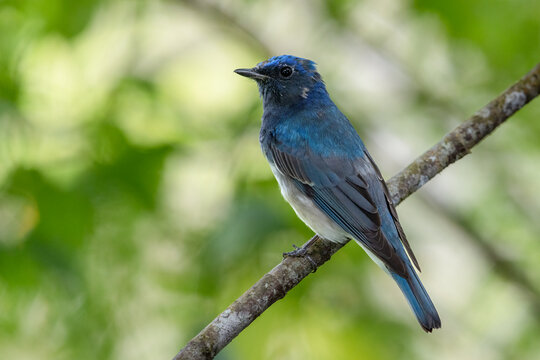 Nature wildlife bird of Zappey's Flycatcher, Migration bird of Sabah Borneo.