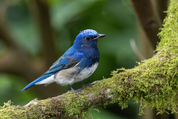 Nature wildlife bird of Zappey's Flycatcher, Migration bird of Sabah Borneo.