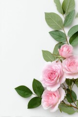 Elegant pink roses and green leaves on white background