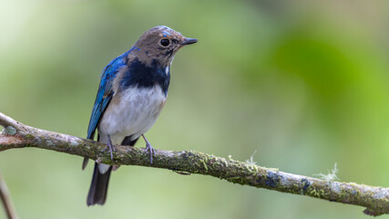 Obraz premium Blue-and-white Flycatcher, Japanese Flycatcher male blue and white color perched on a tree