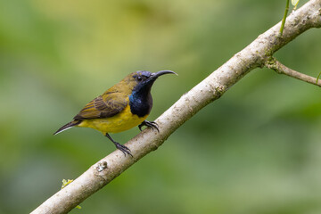 Fototapeta premium Beautiful Ornate Sunbird in montane forest Sabah ,Borneo
