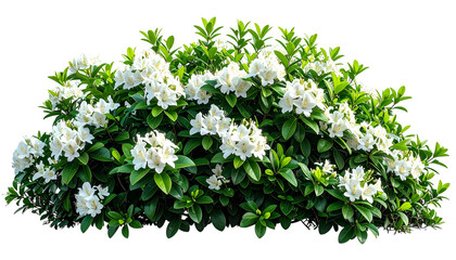 Obraz premium A vibrant, lush bush bursting with white blooms and verdant leaves