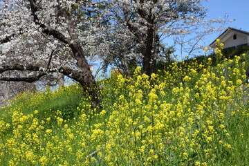 川沿いの土手のセイヨウカラシナとサクラ