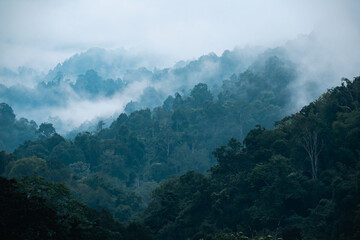 Obraz premium Tropical forest rainforest nature landscape with misty foggy jungle trees and lush greenery creating a serene atmospheric wilderness scene, ideal for wellness, mindfulness, relaxation, and natural env