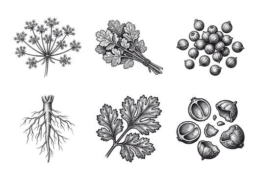 Vintage botanical illustrations of cilantro coriander plant parts featuring leaves seeds roots and flowers in a hand drawn engraving style.