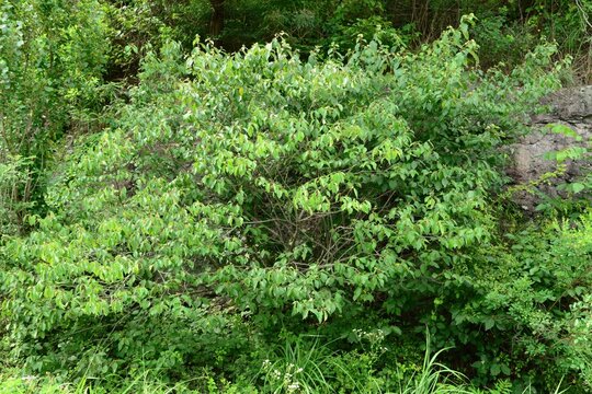 Grewia biloba is a deciduous shrub known for its unique hourglass-shaped red berries and yellowish-white summer flowers. This is an authentic photography.