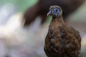 The rare and endemic Female Bulwer's pheasant (Lophura bulweri) captured in its natural Bornean rainforest habitat.