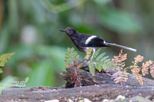 Nature wildlife of Bornean forktail taken at deep jungle rainforest of Sabah, Borneo