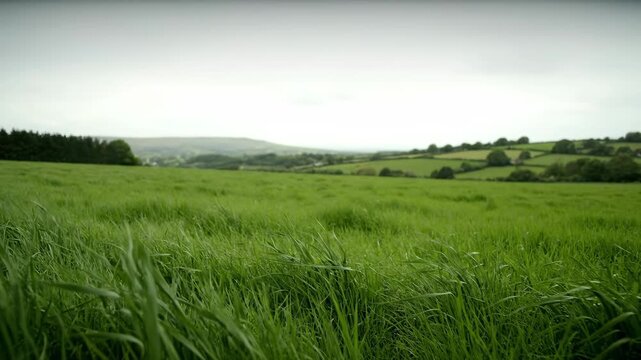 A wide shot captures a vibrant green field with tall grass moving softly in the breeze. Rolling hills and distant trees define the peaceful countryside under a cloudy sky.
