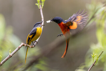 Obraz premium Grey-chinned minivet flying in sky catching moth feeding another female Grey-chinned minivet