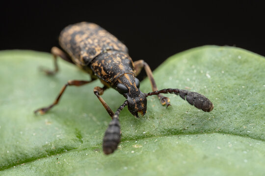 Marco image of Anthribidae, commonly known as fungus weevils or fungus gnats, is a family of beetles