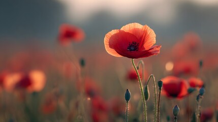 Obraz premium Vibrant Red Poppy Flower in a Field - A Captivating Nature Scene.