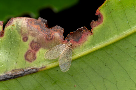 Marco image image of Pleaseing Lacewings (Dilaridae) on green leaves