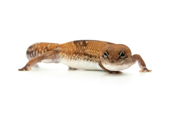 Obraz premium Side View of a Captive African Fat-Tailed Gecko Isolated on White Background in Studio