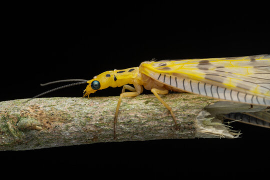 macro image of a yellow dobsonfly on Green leaves of Sabah, Borneo.