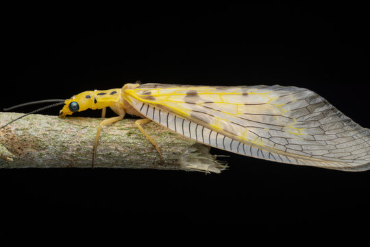 macro image of a yellow dobsonfly on Green leaves of Sabah, Borneo.