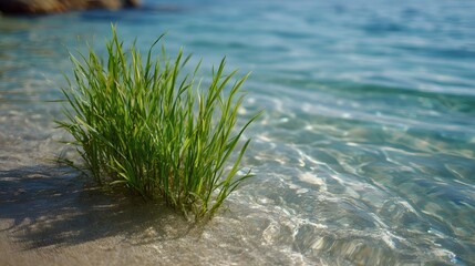 Lush green grass grows at the edge of a sandy shore lapped by crystal clear ocean water