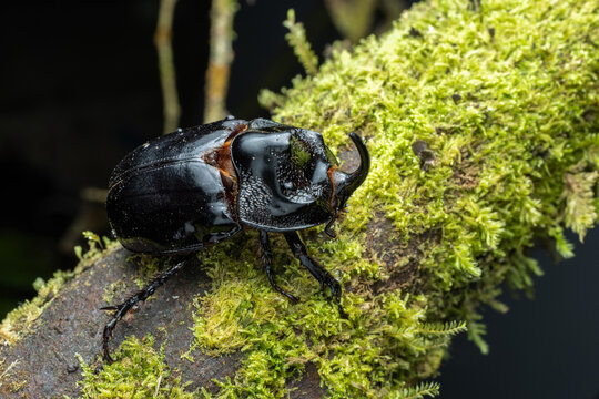 Macro image of The species Oryctes rhinoceros, also known as the coconut rhinoceros beetle, is a significant pest of coconut and oil palms in Southeast Asia