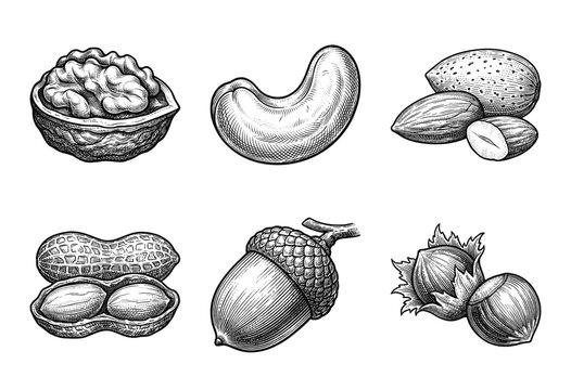 Vintage hand drawn botanical illustration set of nuts featuring walnut cashew almond peanut acorn and hazelnut in a detailed woodcut engraving style.