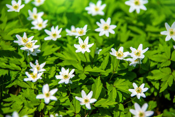 White snowdrops on a forest glade  © licvin