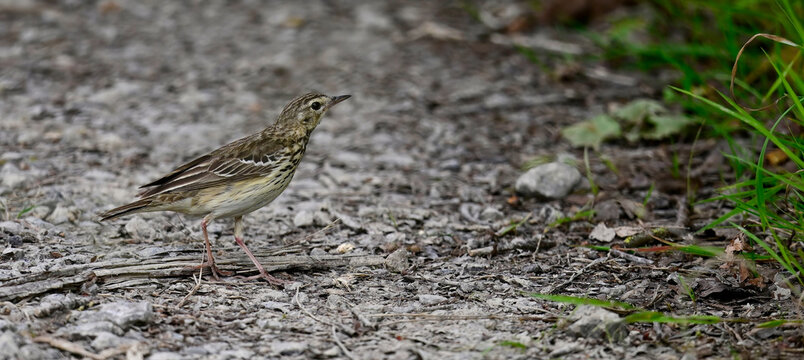  Tree Pipit // Baumpieper (Anthus trivialis) 