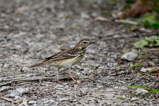 Baumpieper // Tree Pipit (Anthus trivialis) 