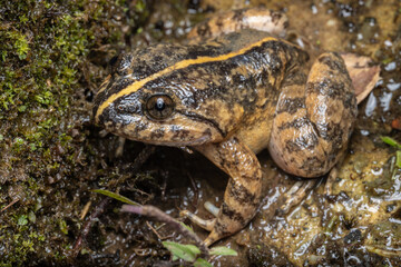 Obraz premium Macro image of Kuhl's Creek Frog