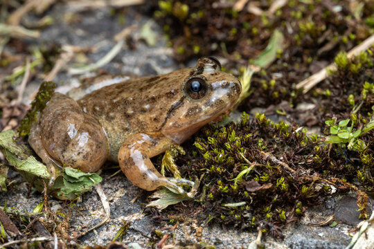Macro image of Kuhl's Creek Frog