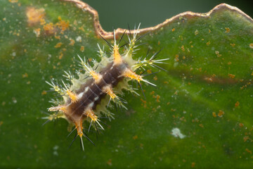 Fototapeta premium Beautiful stinging nettle slug caterpillar