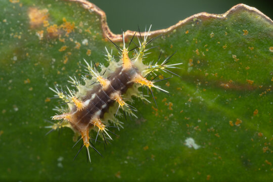 Beautiful stinging nettle slug caterpillar