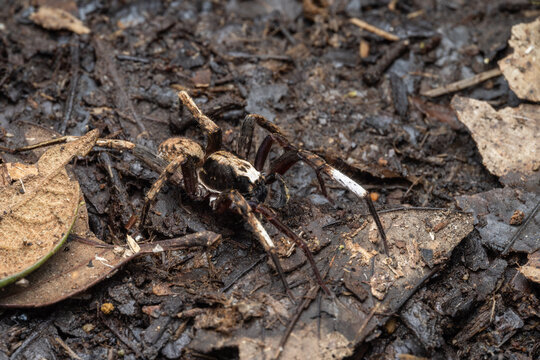 Marco image of beautiful Wandering Spider