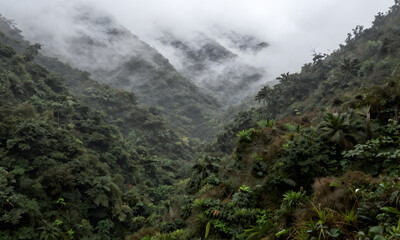 Obraz premium Misty Valley in Rainforest