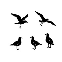 Fototapeta premium seagull, gull, bird, seabird, animal, wildlife, realistic, anatomy, lineart, outline, black, vector, illustration, nature, coastal, ocean, beach, wings, feathers, beak, flying, standing, educational, 