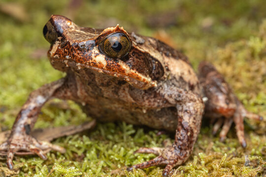 Beautiful Borneo Horn frog, Borneo Horn frog, Close-up of Borneo Horn Frog