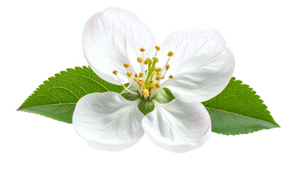 Fototapeta premium Isolated close-up of a delicate white flower with green leaves and a black background