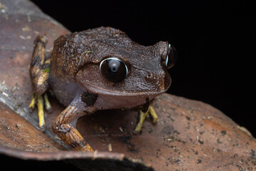 Obraz premium Macro image of Kinabalu Slender Litter Frog - Leptolalax arayai