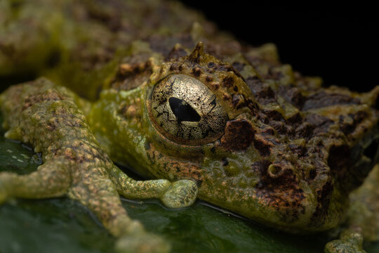 Beautiful Nature image of Mossy Frog of Borneo standing on green leaf