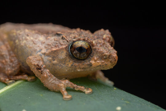 Cute small frog on a green leaf at deep jungle