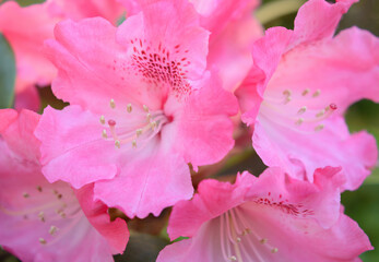 Pink rhododendron flower, selective focus