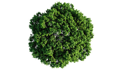 Obraz premium Overhead view of a dense, green tree canopy against a stark black background