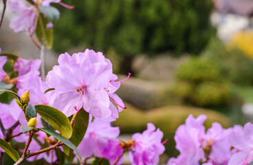 Lilac flower on a rhododendron bush on a blurred background